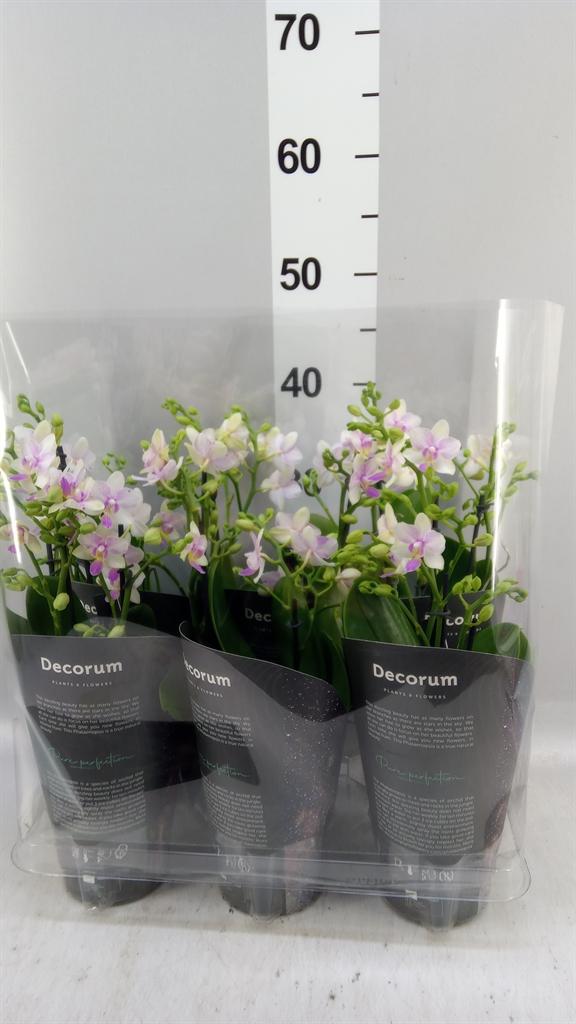 Горшечные цветы и растения оптом Phalaenopsis Multi. ... от 6шт из Голландии с доставкой по России