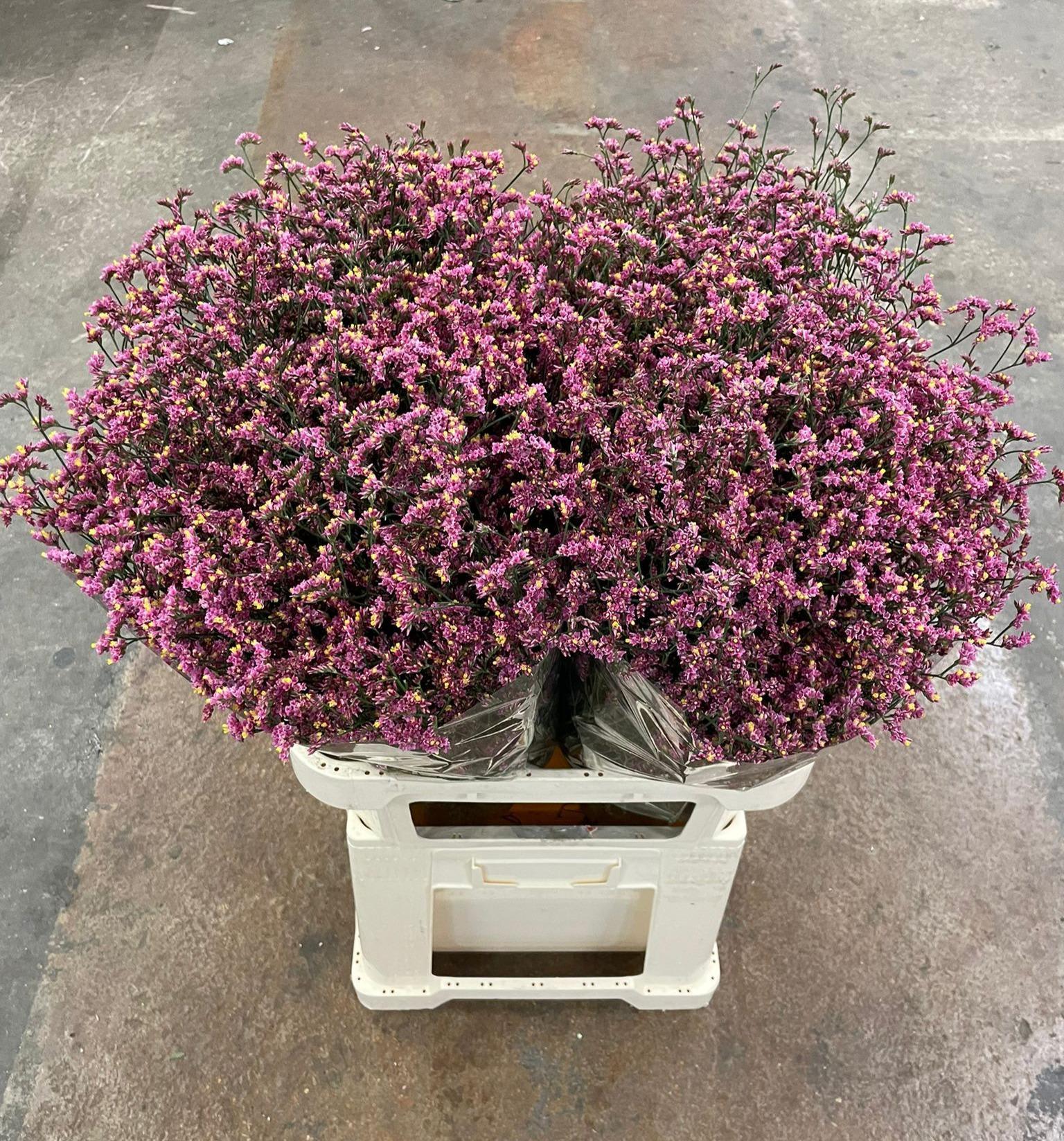 Срезанные цветы оптом Limonium china red от 50шт. из Голландии с доставкой по России