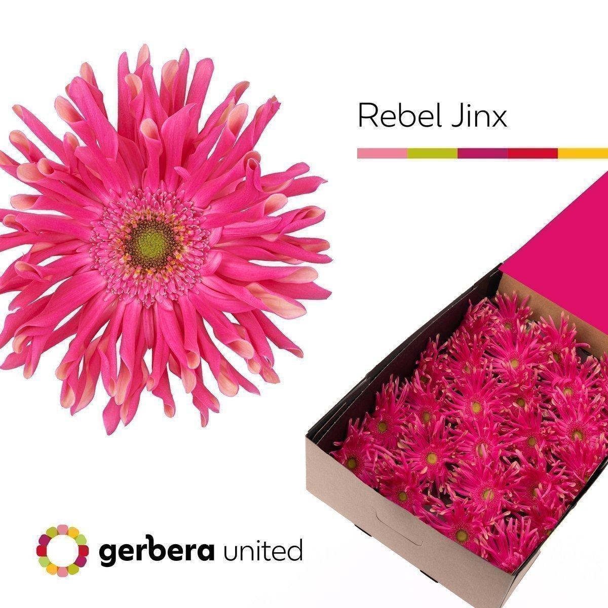 Срезанные цветы оптом Gerbera rebel jinx от 50шт из Голландии с доставкой по России