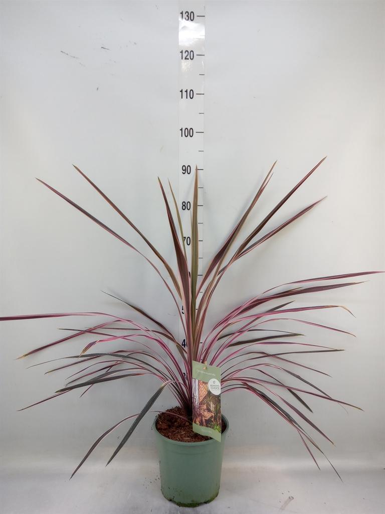 Горшечные цветы и растения оптом Cordyline   ... от 1шт из Голландии с доставкой по России