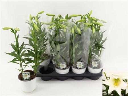 Горшечные цветы и растения оптом Lil Lo Miracle 3pp от 8шт из Голландии с доставкой по России