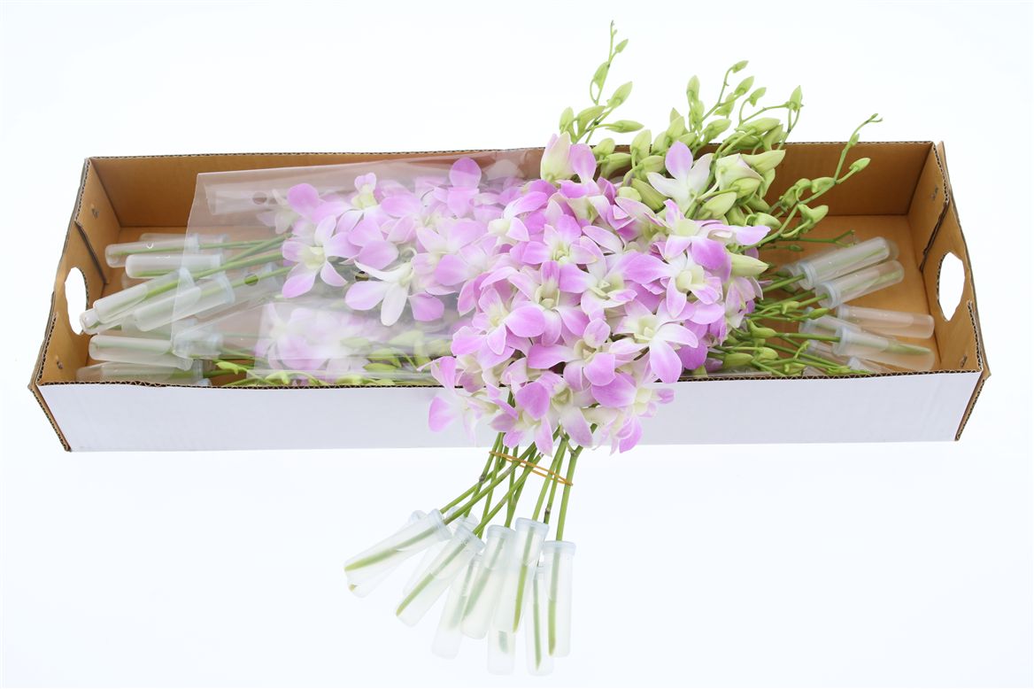 Срезанные цветы оптом Dendrobium lucy pink от 40шт из Голландии с доставкой по России