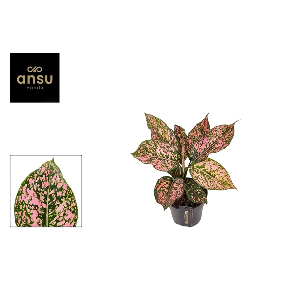 Горшечные цветы и растения оптом Aglaonema Pink Leopard от 6шт из Голландии с доставкой по России