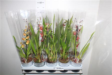 Горшечные цветы и растения оптом Cambria Grp Gem 1 Branche от 10шт из Голландии с доставкой по России