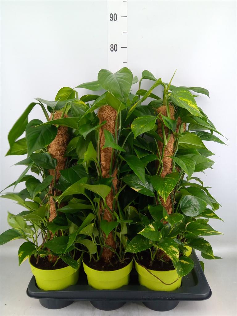 Горшечные цветы и растения оптом Epipremnum Pinn.   ...moss Stick от 6шт из Голландии с доставкой по России