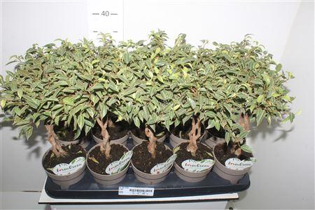 Горшечные цветы и растения оптом Ficus Be Nina Twisted Stem от 10шт из Голландии с доставкой по России