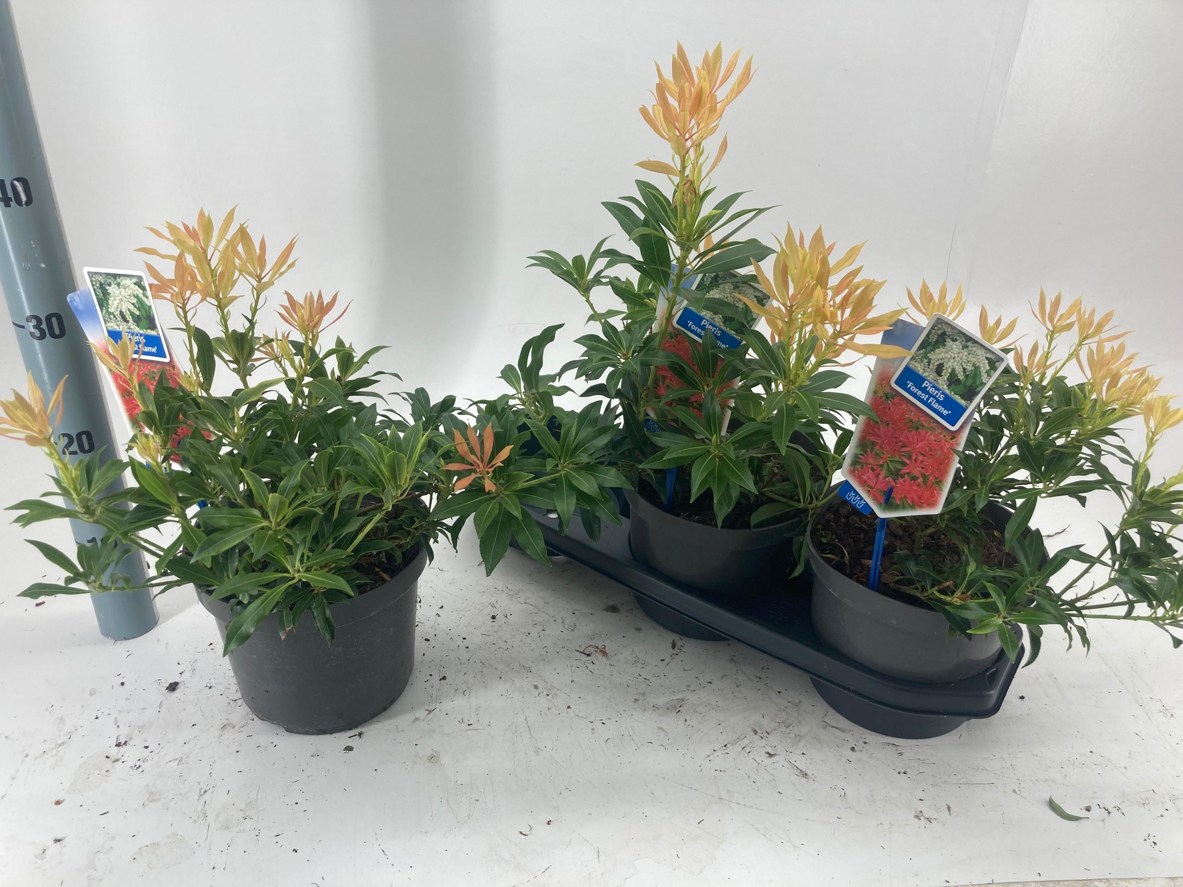 Горшечные цветы и растения оптом Pieris Forest Flame от 3шт из Голландии с доставкой по России