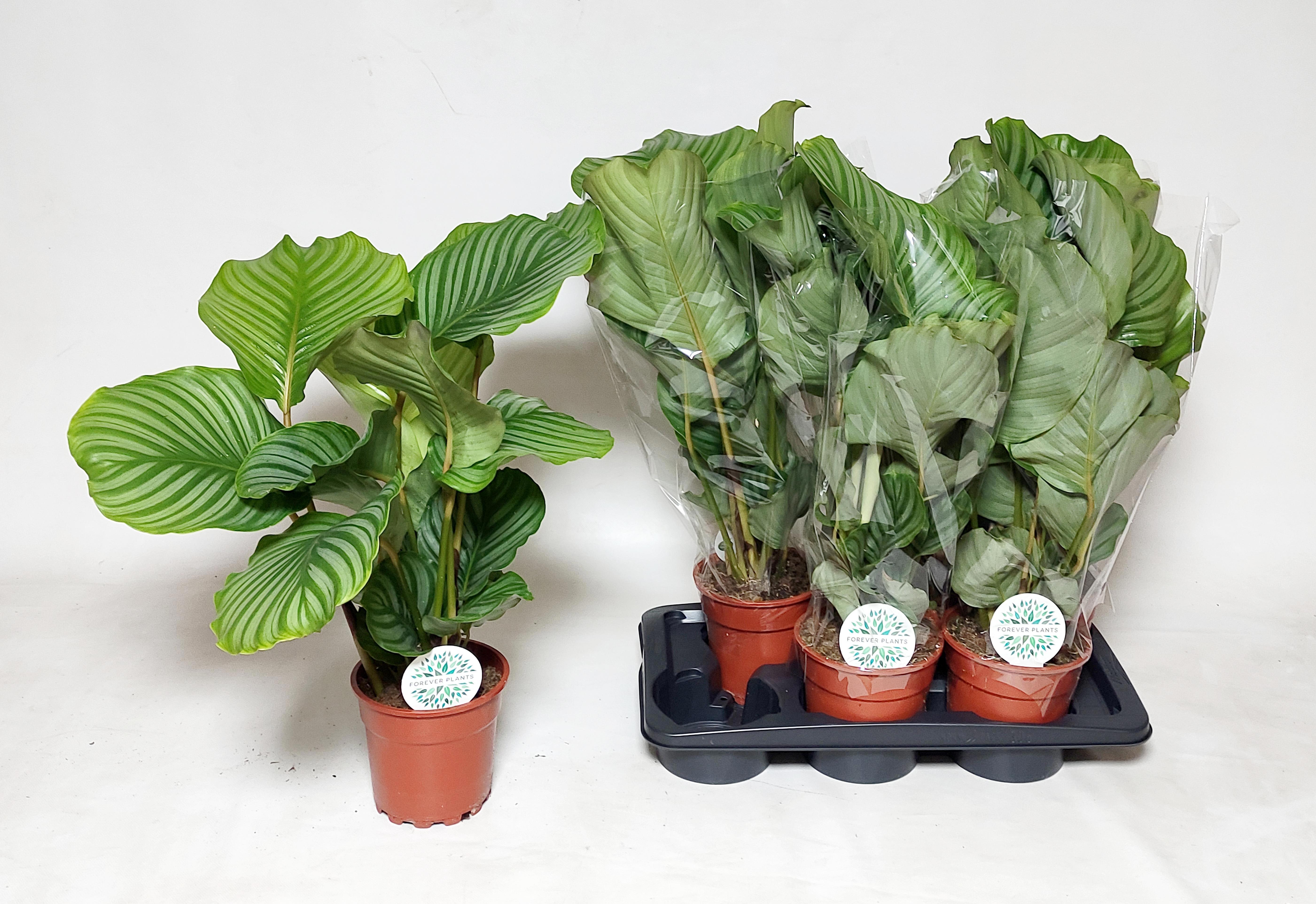 Горшечные цветы и растения оптом Calat Orbifolia от 6шт из Голландии с доставкой по России