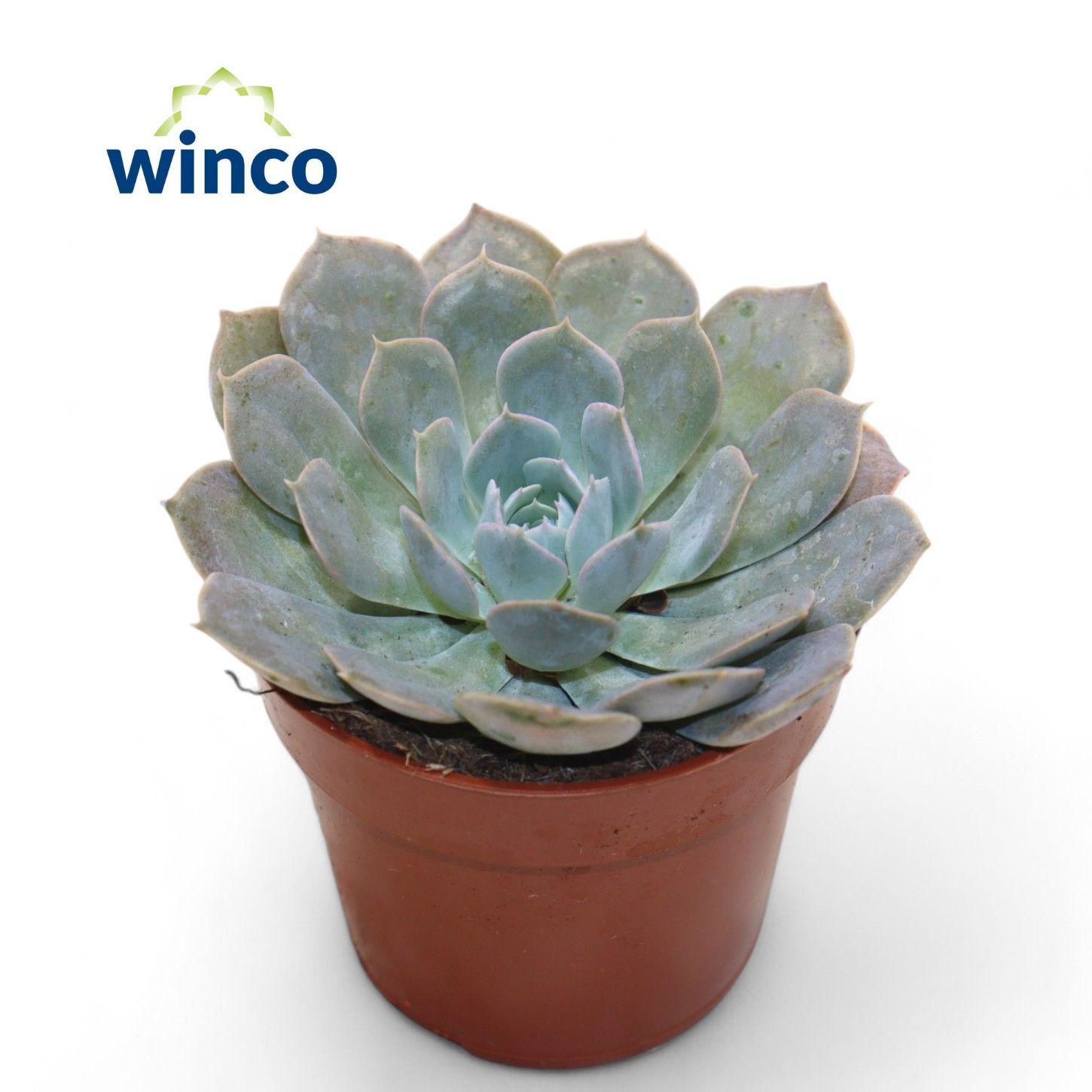Горшечные цветы и растения оптом Echeveria Grey Prince от 18шт (для телеги) из Голландии с доставкой по России