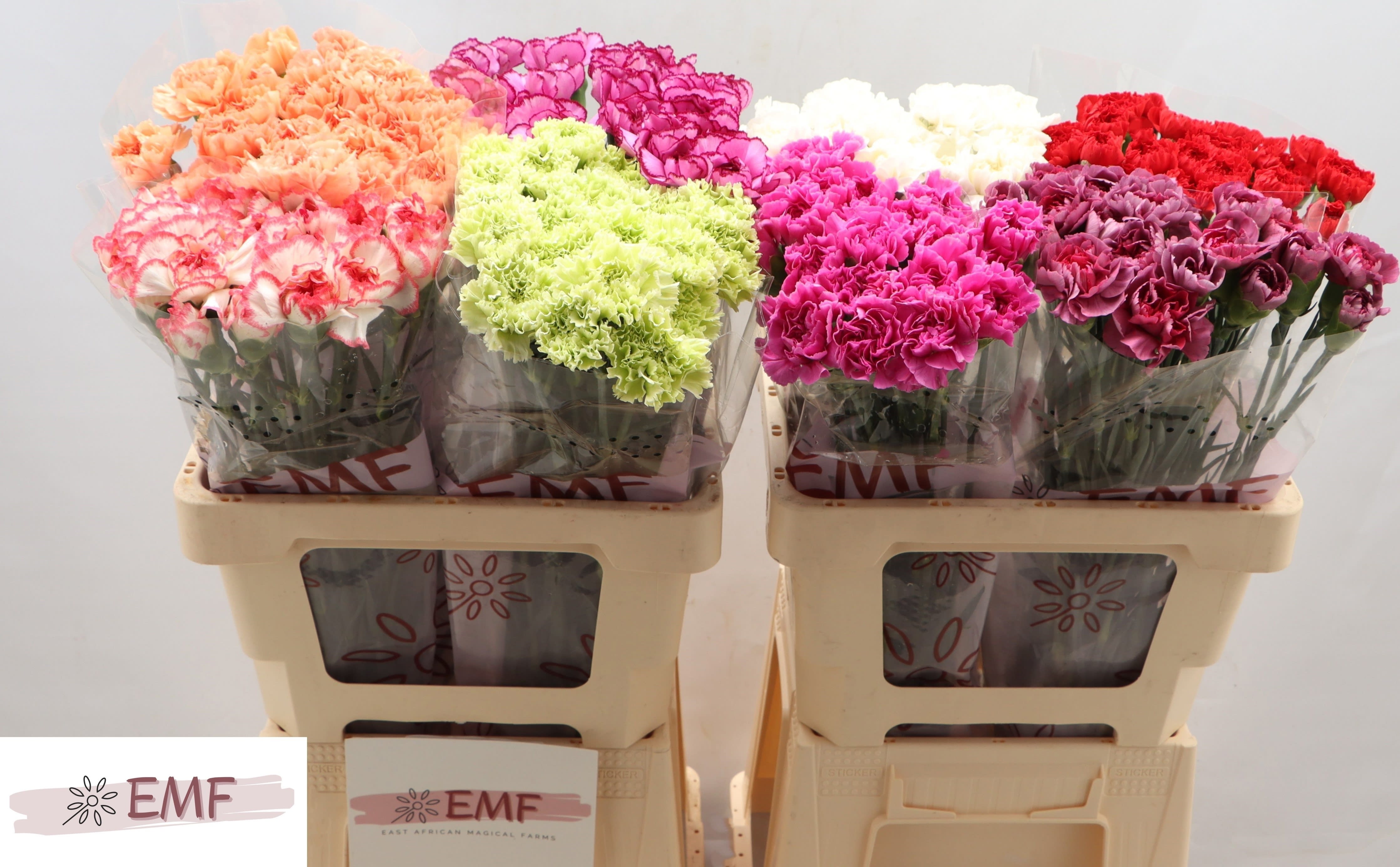 Срезанные цветы оптом Dianthus st mix in box от 80шт. из Голландии с доставкой по России