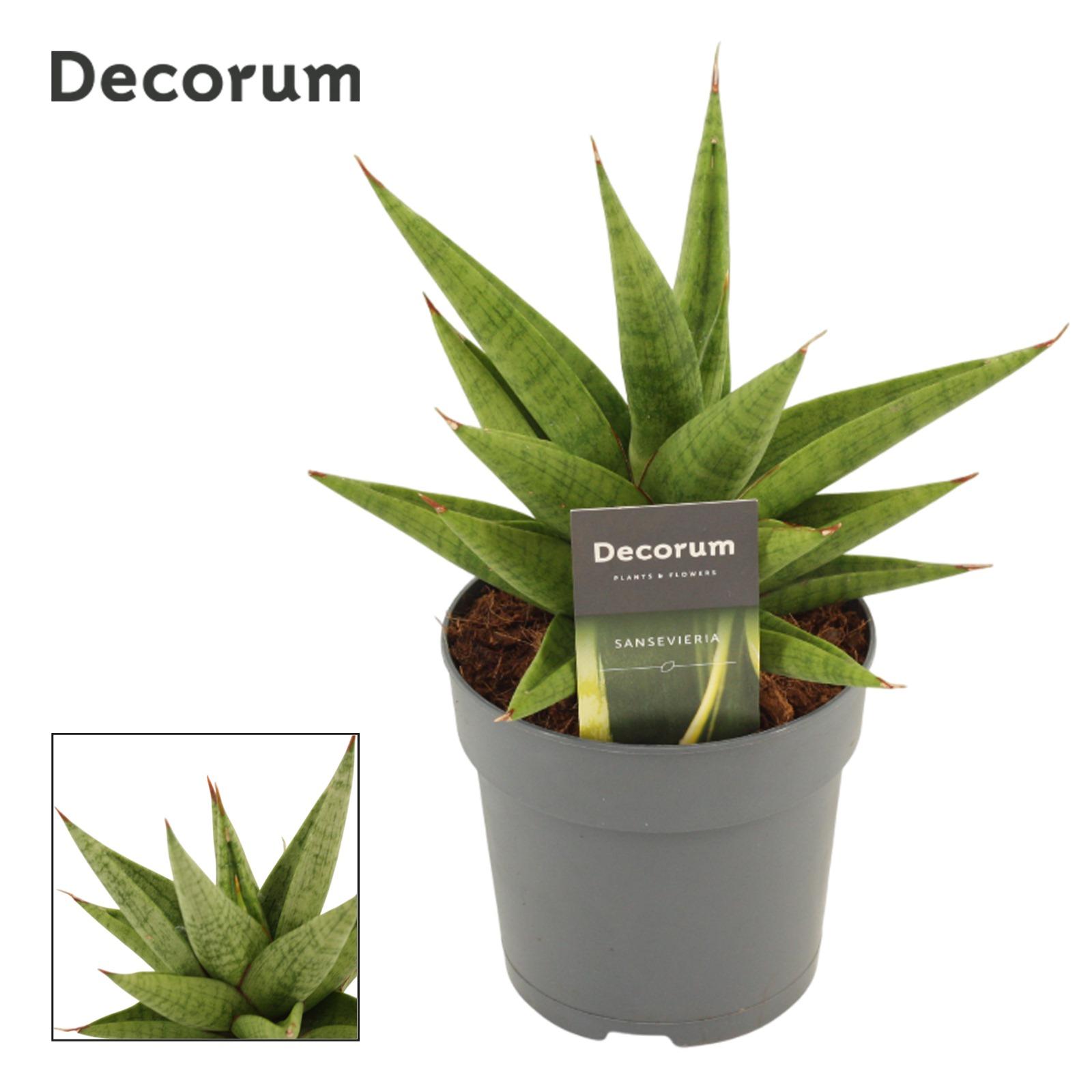 Горшечные цветы и растения оптом Sansevieria Snow Lotus Crown (decorum) от 5шт из Голландии с доставкой по России