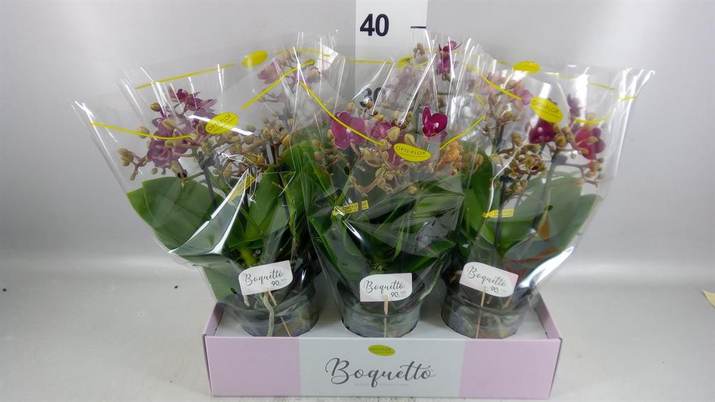 Горшечные цветы и растения оптом Phalaenopsis Multi. ...red от 6шт из Голландии с доставкой по России