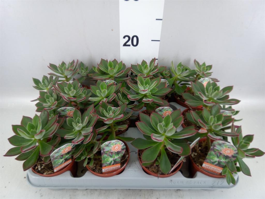 Горшечные цветы и растения оптом Echeveria Pulvinata devotion от 12шт (для телеги) из Голландии с доставкой по России