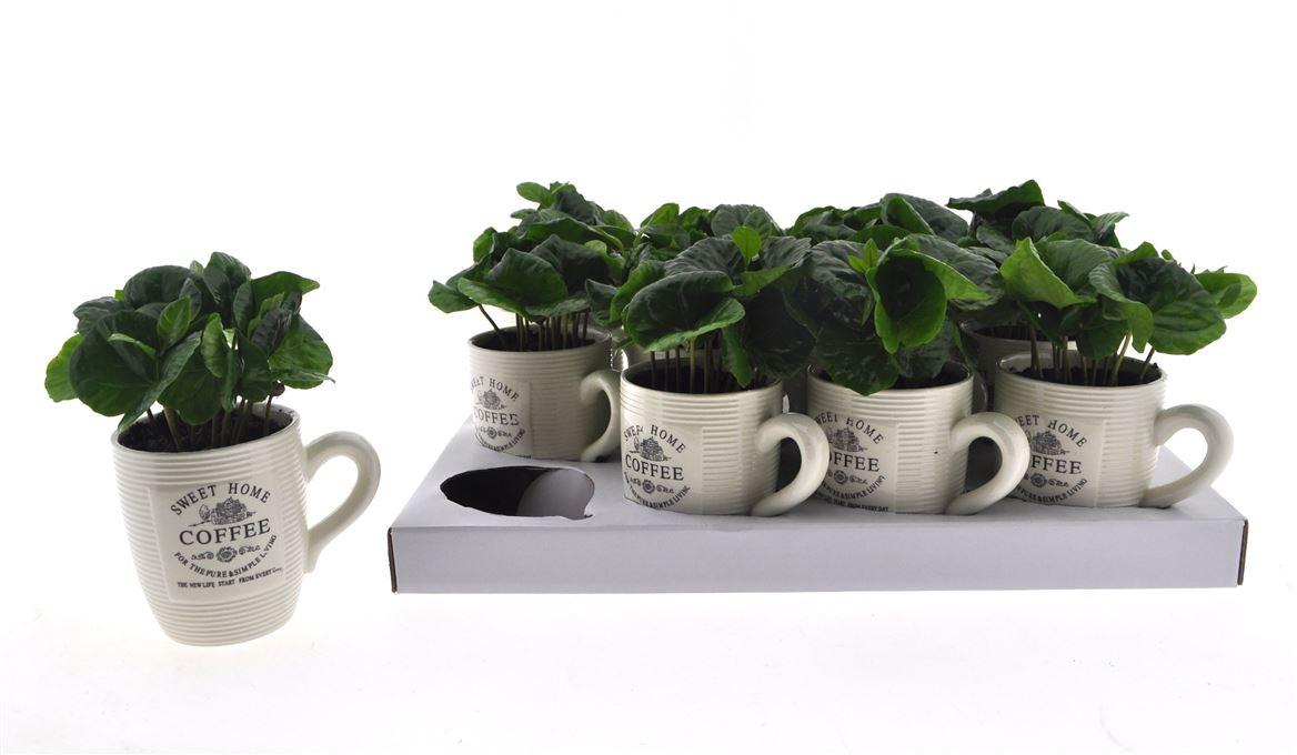 Горшечные цветы и растения оптом Coffea In Cup от 12шт (для телеги) из Голландии с доставкой по России