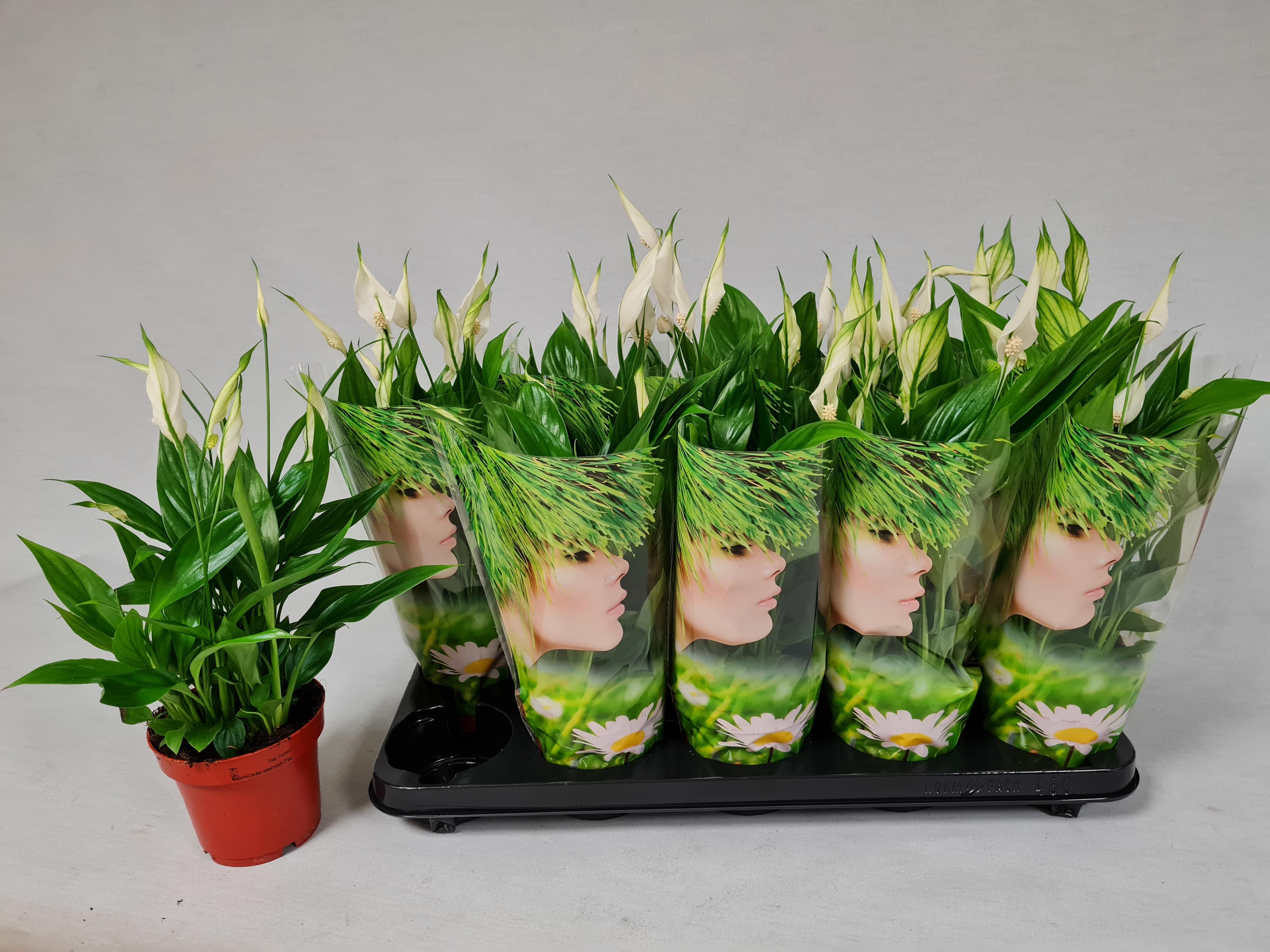 Горшечные цветы и растения оптом Spath Korto от 10шт из Голландии с доставкой по России Горшечные цветы и растения оптом Spath Korto от 10шт из Голландии с доставкой по России