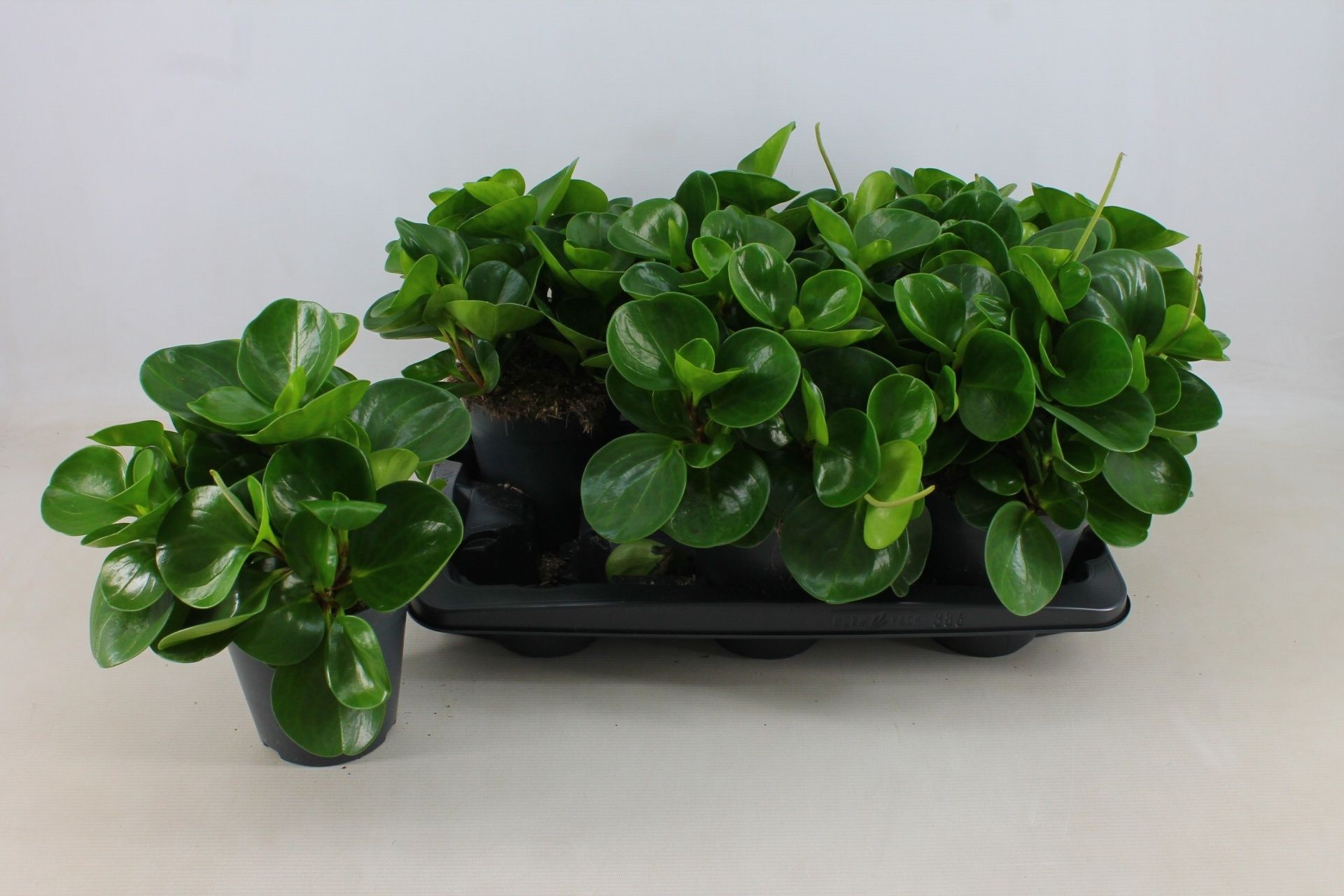 Горшечные цветы и растения оптом Pep Obt Green Gold от 6шт из Голландии с доставкой по России