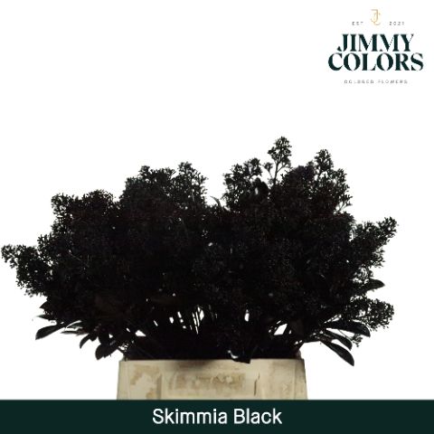 Срезанные цветы оптом Skimmia paint black + glitter от 10шт из Голландии с доставкой по России