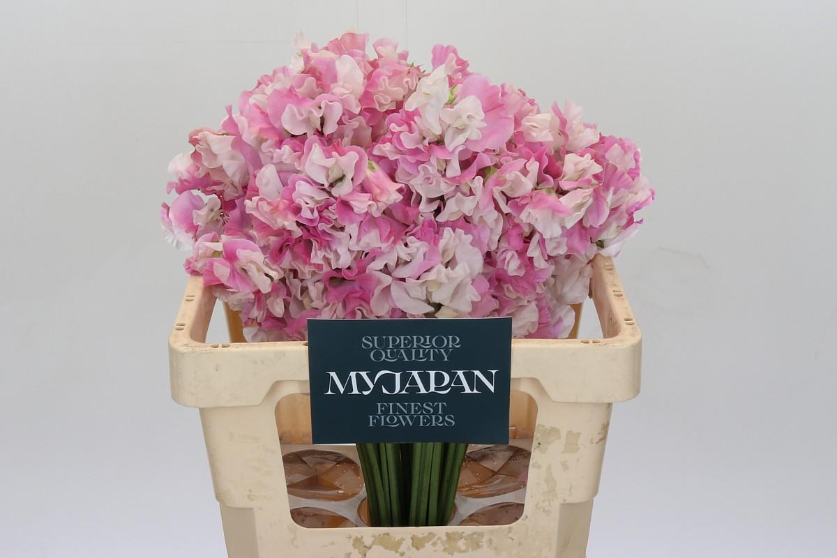 Срезанные цветы оптом Lathyrus koi shikibu bicolour pink от 50шт из Голландии с доставкой по России