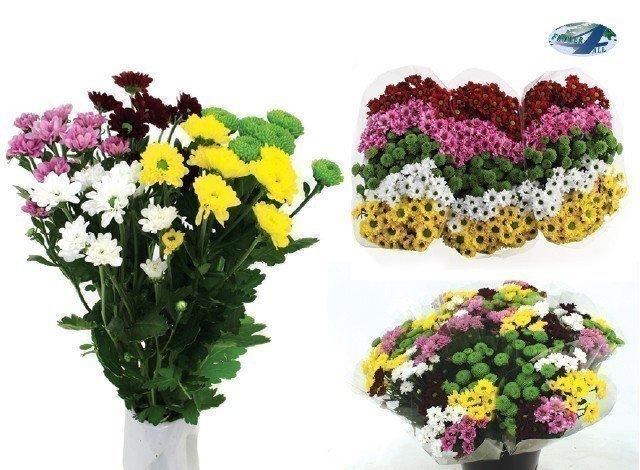 Срезанные цветы оптом Chrys sa mix rainbow (mixbunch) от 75шт из Голландии с доставкой по России