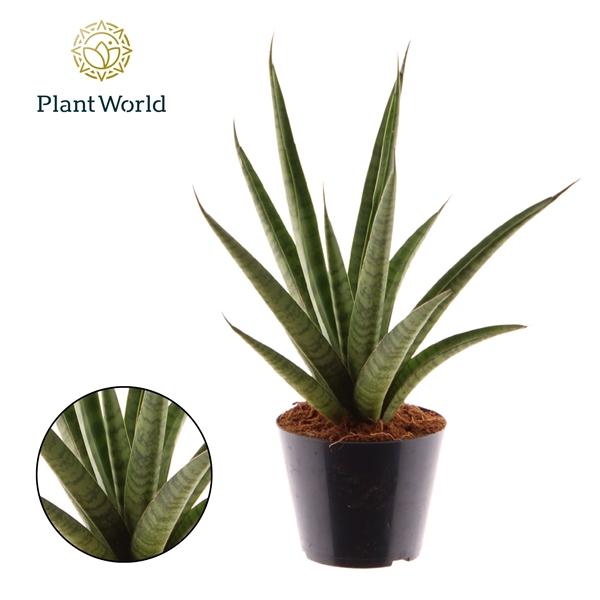 Горшечные цветы и растения оптом Sansevieria Trifciata Pineapple от 11шт из Голландии с доставкой по России