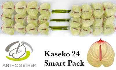 Срезанные цветы оптом Anthurium kaseko от 24шт из Голландии с доставкой по России