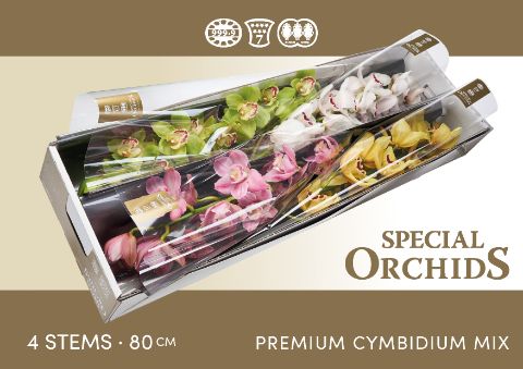 Срезанные цветы оптом Cymbidium mix от 4шт из Голландии с доставкой по России