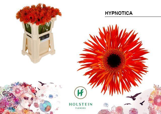 Срезанные цветы оптом Gerbera gerspider big hypnotica от 40шт из Голландии с доставкой по России