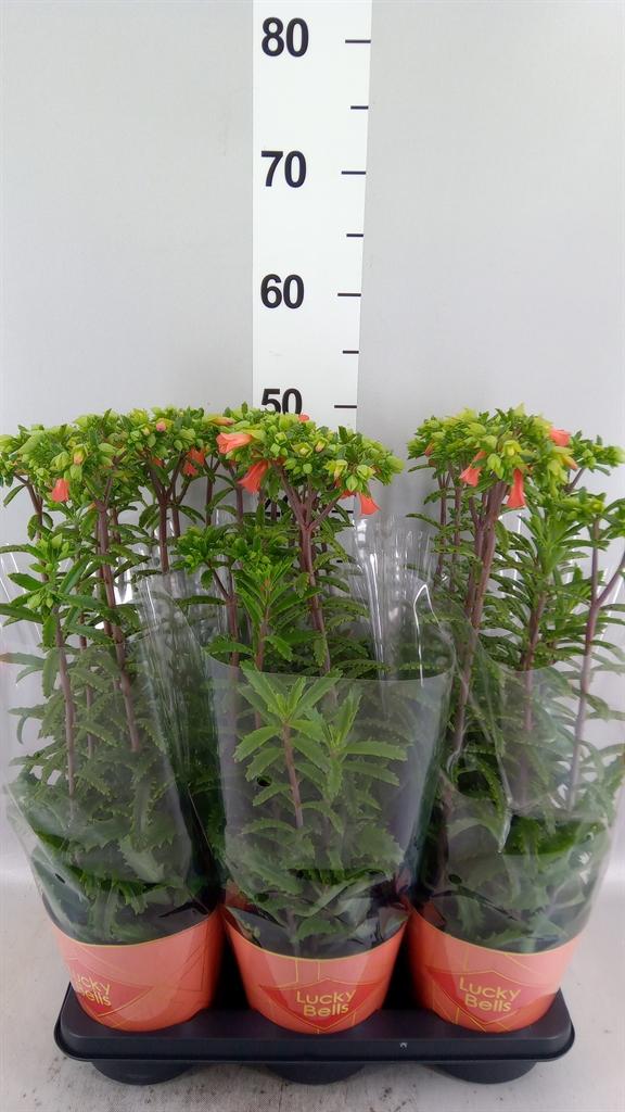 Горшечные цветы и растения оптом Kalanchoe Hg lucky Bells от 6шт из Голландии с доставкой по России