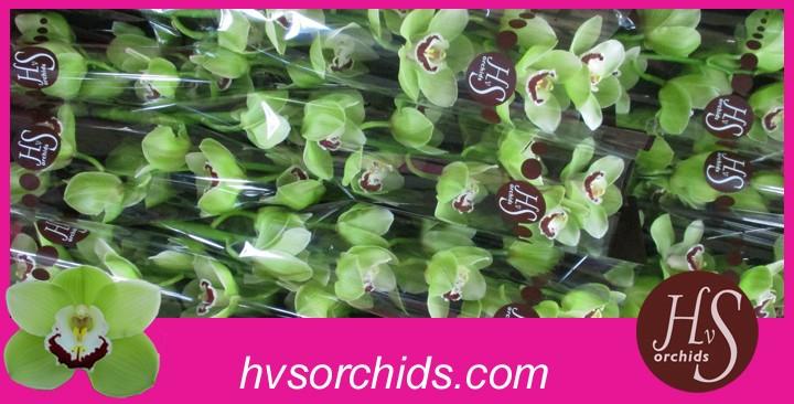 Срезанные цветы оптом Cymbidium green limones от 12шт из Голландии с доставкой по России