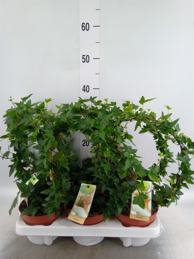 Горшечные цветы и растения оптом Hedera   ...green Leafed от 6шт из Голландии с доставкой по России