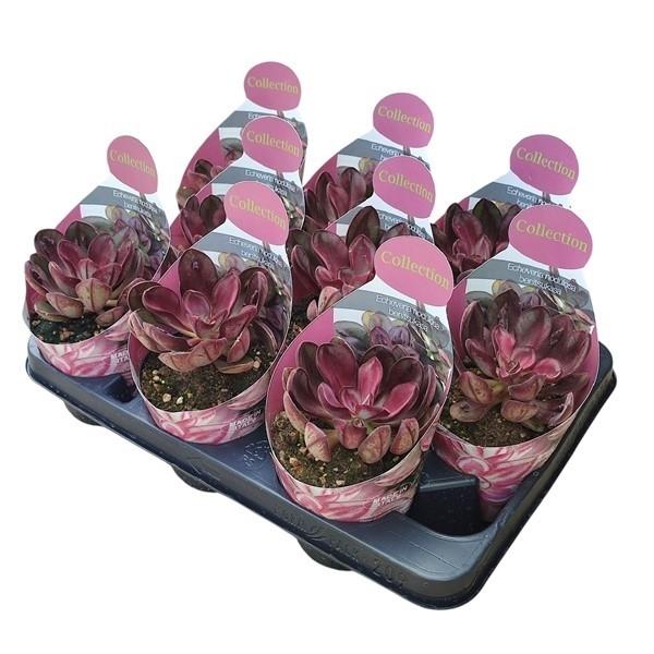 Горшечные цветы и растения оптом Echeveria Nodulosa Maruba Benitsukasa от 9шт из Голландии с доставкой по России