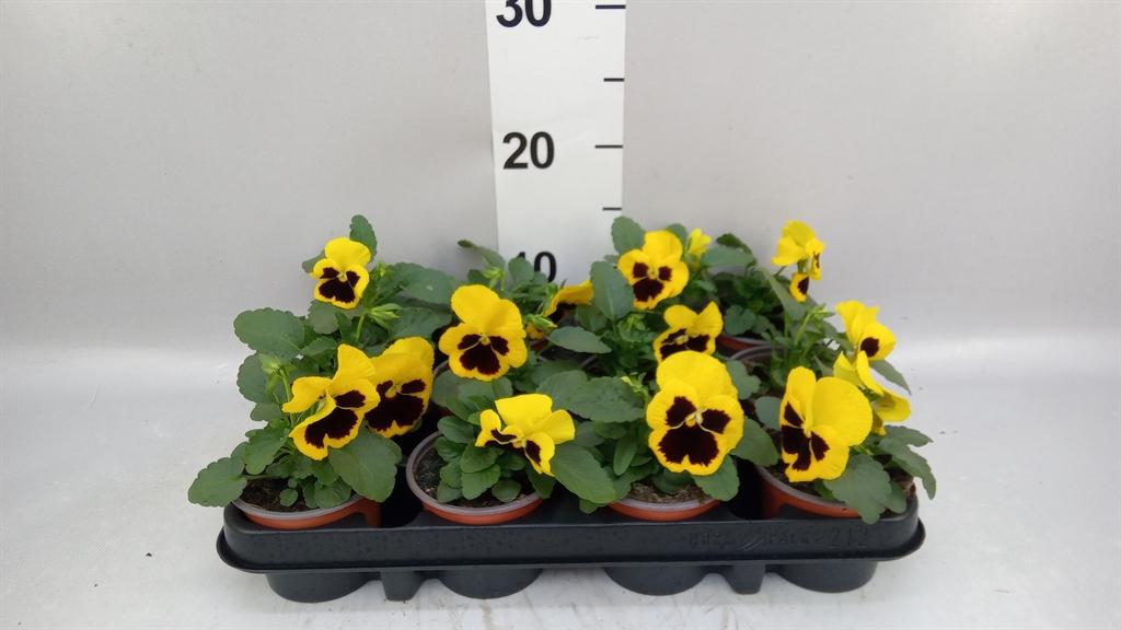 Горшечные цветы и растения оптом Viola Wr. colossus Yellow Blotch от 12шт (для телеги) из Голландии с доставкой по России