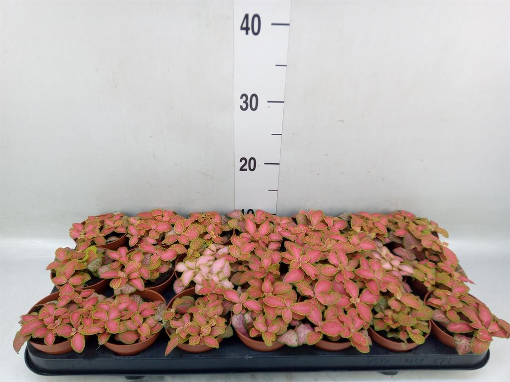 Горшечные цветы и растения оптом Fittonia   ... от 21шт (для телеги) из Голландии с доставкой по России