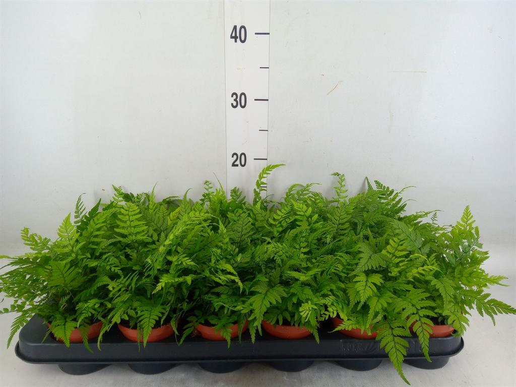 Горшечные цветы и растения оптом Athyrium   ... от 18шт (для телеги) из Голландии с доставкой по России