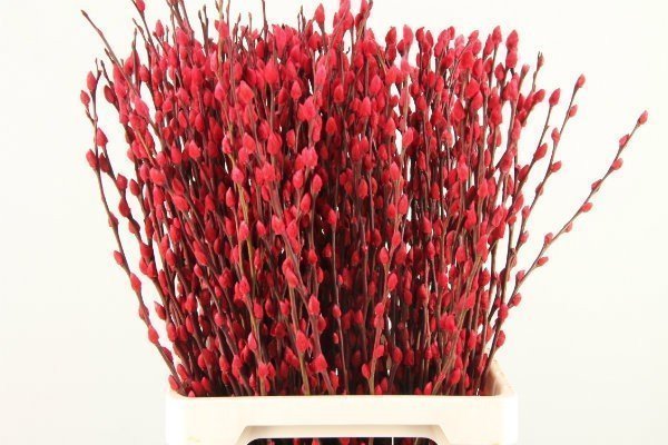 Срезанные цветы оптом Salix paint pussy willow red от 200шт из Голландии с доставкой по России