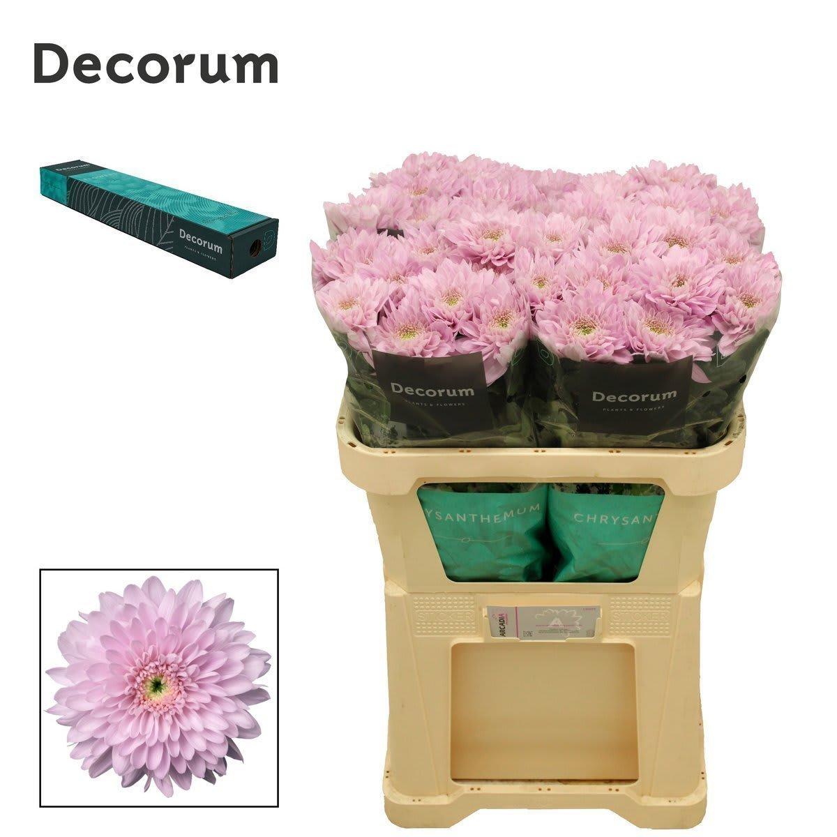 Срезанные цветы оптом Chrys bl petrushka от 20шт из Голландии с доставкой по России