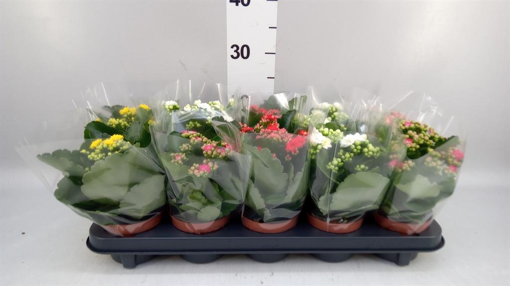 Горшечные цветы и растения оптом Kalanchoe Nf Thyrsiflora red Lips AA от 8шт из Голландии с доставкой по России