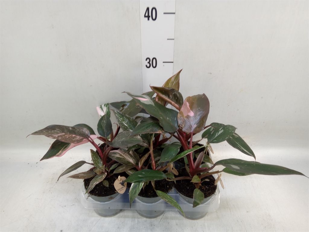 Горшечные цветы и растения оптом Philodendron   ... от 6шт (для телеги) из Голландии с доставкой по России