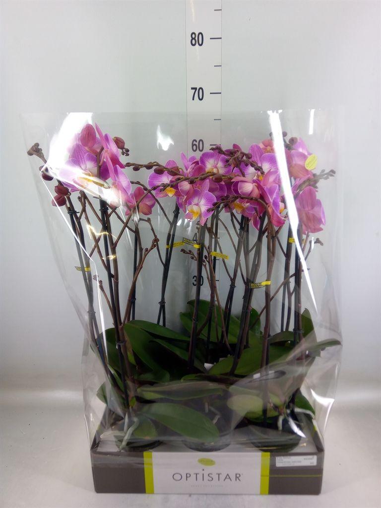 Горшечные цветы и растения оптом Phalaenopsis   ...lilac от 6шт из Голландии с доставкой по России