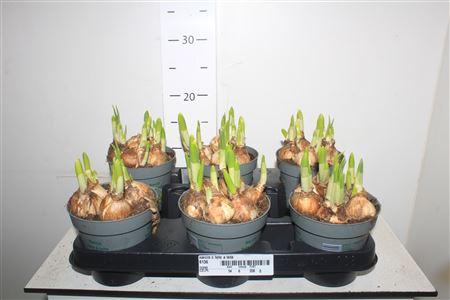 Горшечные цветы и растения оптом Narcis C Tete A Tete от 6шт из Голландии с доставкой по России
