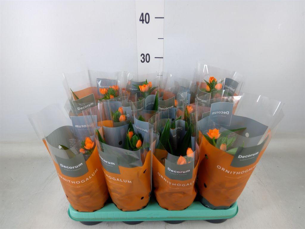 Горшечные цветы и растения оптом Ornithogalum Dubium от 11шт из Голландии с доставкой по России