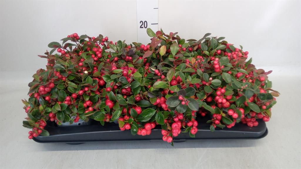 Горшечные цветы и растения оптом Gaultheria Proc. от 8шт из Голландии с доставкой по России