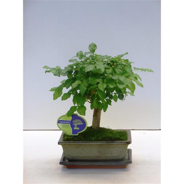 Горшечные цветы и растения оптом Bonsai Ligustrum Sinensis, 20cm., Broom, With Drip от 7шт из Голландии с доставкой по России