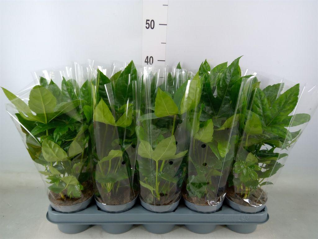 Горшечные цветы и растения оптом Fatsia Japonica от 10шт из Голландии с доставкой по России