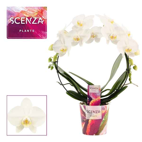 Горшечные цветы и растения оптом Phal 2st Bow White Scenza (duijn-hove) от 5шт из Голландии с доставкой по России