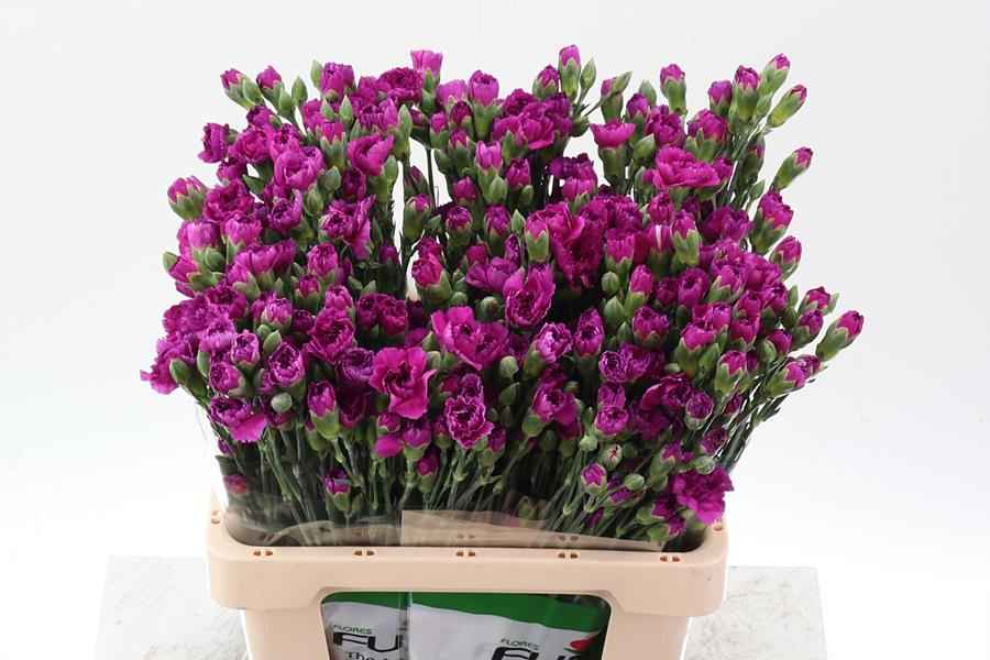 Срезанные цветы оптом Dianthus sp jacaranda от 100шт из Голландии с доставкой по России