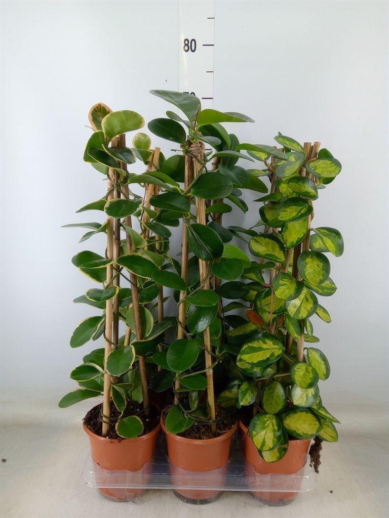 Горшечные цветы и растения оптом Hoya   ...mix от 6шт из Голландии с доставкой по России