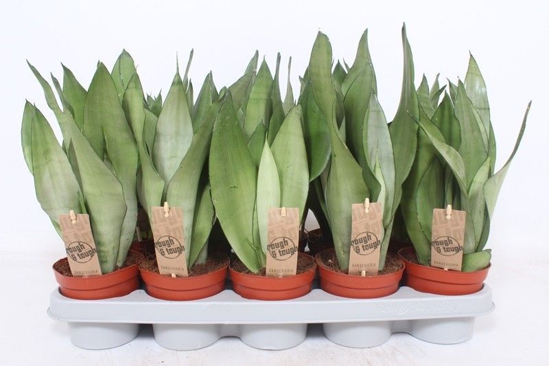 Горшечные цветы и растения оптом Sansevieria Moonshine от 10шт из Голландии с доставкой по России