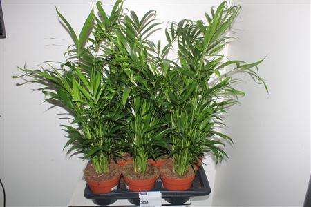 Горшечные цветы и растения оптом Chamaed Cataractarum 25pp от 6шт из Голландии с доставкой по России