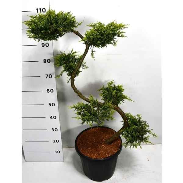 Горшечные цветы и растения оптом Juniperus Pfit Aurea от 1шт из Голландии с доставкой по России